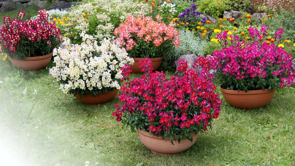 Горшок-миска Misa для цветов 10л, ø 40см